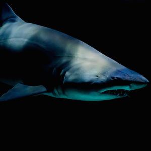 Breakers_Determination